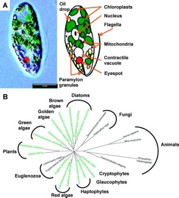  Euglena: Życie z Wyręczonymi Podwójnymi Szytami i Zdolnością Fotosyntezy