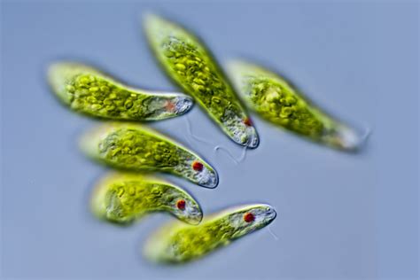 Euglena: Zwinne pierwotniaki o niezwykłej zdolności fotosyntezy!