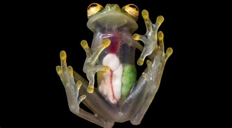  Glass Frog: A Tiny Transparent Treasure Unveiling Nature's Intricate Beauty!