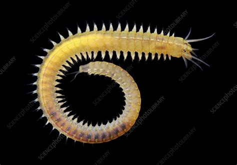  Nereis:  The Thriving Worm That Bridges the Gap Between Sediment Dweller and Agile Predator!