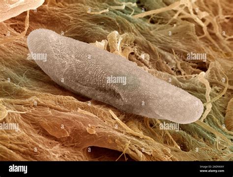  Paramecium – To niezwykłe stworzenie o włochatych rzęskach może Cię zaskoczyć swym sposobem poruszania się