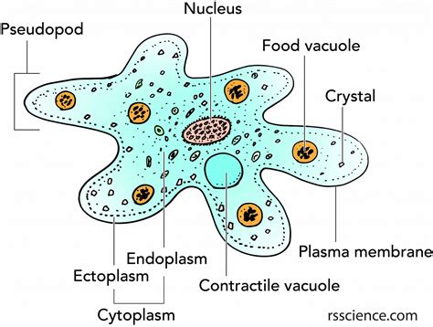 Amoeba proteus –  A Tiny Blob That Eats Like a Pac-Man Champion!