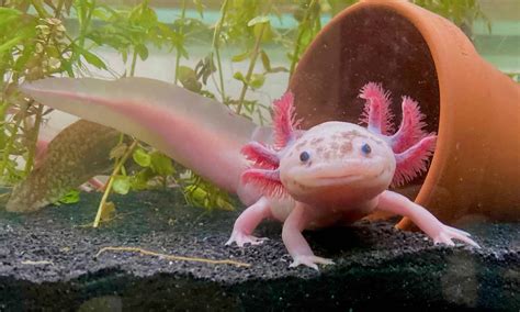  Axolotl - Ten Uroczy Zworek Ma Mocne Rezerwy Regeneracyjne i Zawsze Pozostaje w Stanie Larwalnym!