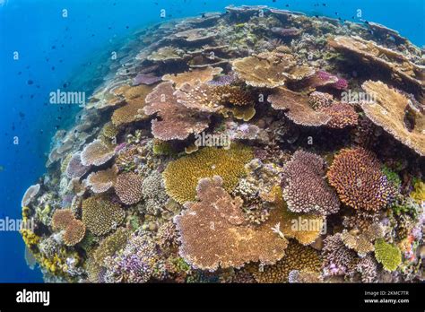  Brain Coral - The Colorful Architect of Shallow Reefs! Can You Believe These Stunning Animals are Related to Jellyfish?