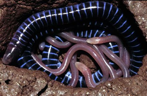  Caecilian! The Master of Burrows With the Skin of a Slithery Worm