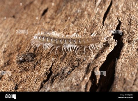  Centipede! A Tiny Armored Tank Crawling Through Leaf Litter