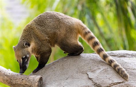  Coati! Zwierzę o gęstym futrze i niezwykłej zwinności wspinaczkowej