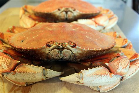  Dungeness Crab: Zwinny Mistrz Kamuflażu i Delikatny Gourmet Pacyfiku!