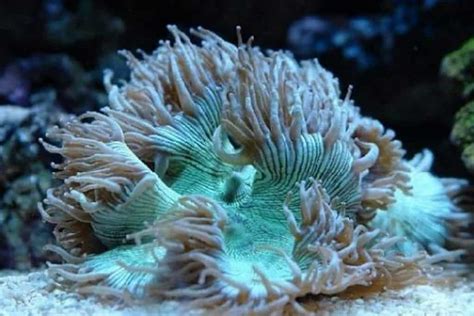  Elegance Underwater:  Experience the Enchanting World of an Elegance Coral!