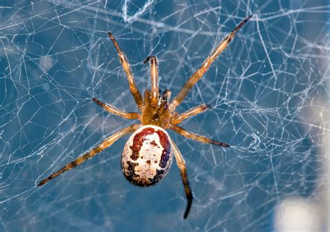  Eratigena atrica!  Odkryj Fascynujący Świat Tkacza Złośliwego