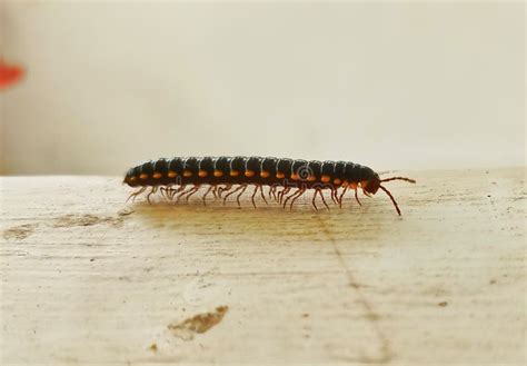 Eurynota - Niesamowite Zwierzęta o Tysiącu Nogach z Wyjątkowo Długimi Odnóżami!