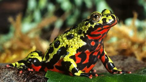 Fire-Bellied Toad: A Tiny Amphibian With Bright Colors and Big Personality! This Miniature Maestro of Camouflage Can Change Its Color Depending on the Environment, Making It a True Master of Disguise!