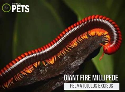  Fire Millipede: A Curious Creature That Moves Like Liquid Fire!