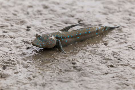  Floundery: To Catch a Fish That Can Walk on Land?!