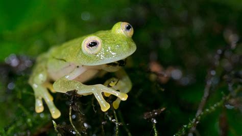  Glass Frog – A Transparent Wonder of the Rainforest Canopy!