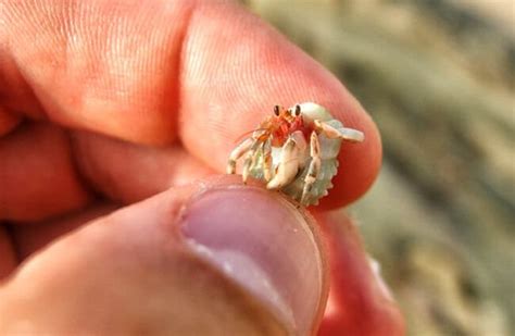  Hermit Crab! A Tiny Treasure Hunter Dwelling in Colorful Coral Castles