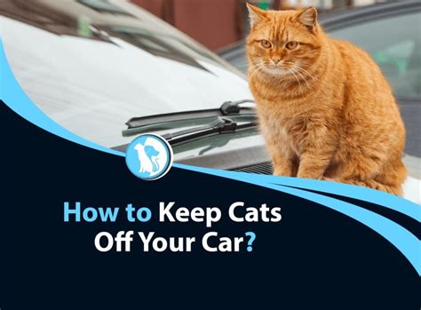 How to Keep Cat Off Car: Exploring Feline Fascination with Vehicles