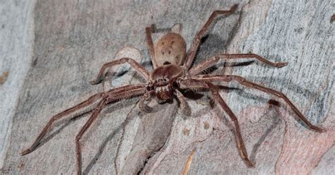  Huntsman Spider: A Terrifyingly Agile Predator That Lurks Beneath Shadows