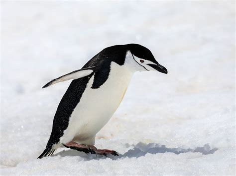 If a Car Battery Is Dead, Will the Lights Turn On? And Why Do Penguins Prefer Ice Cream in the Summer?