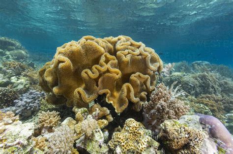  Isopora - Tenacious Corals Thriving in Shallow Reefs!