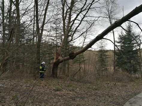  Kraeplinea! Niebezpieczne Hydroidy o Skąpych Owłosieniach