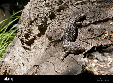 Lepydotus! A Lizards With Incredible Camouflage Skills Hiding In Plain Sight!