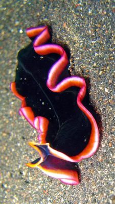 Lindenia! Discover This Remarkable Free-Living Flatworm With Incredible Regenerative Abilities!