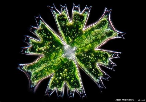  Micrasterias! The Spiky Masterpiece That Defines Microscopic Elegance