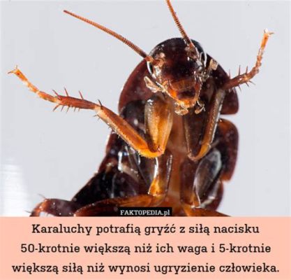  Mucha Wicker: Czy Te Małe Stworki Potrafią Przenieść Więcej Niż 50 Krotnie Wagę Własnego Ciała?