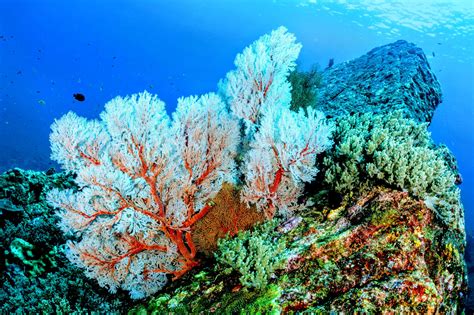  Mushroom Coral: Its Symbiotic Relationship With Algae Makes It A Thriving Ecosystem Within The Ocean!