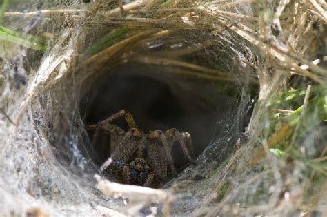  Nicholls Spider! The Remarkably Agile Hunter That Navigates Its Environment With Unrivaled Precision!