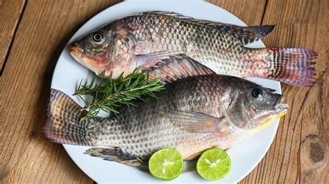  Nile Tilapia: Sprytny drapieżnik słodkowodnych wód Afryki!