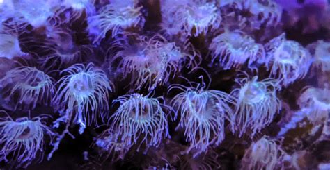  Oceania! An intriguing colonial hydroid dwelling in shallow waters and exhibiting bioluminescence 