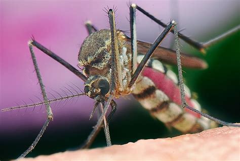  Ookinete! A Tiny Terror Spreading Through Mosquitoes