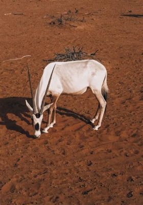  Oryx! Zobacz ten imponujący przedstawiciel ssaków, który potrafi przetrwać w najtrudniejszych warunkach pustynnych