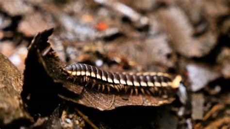  Quaking Millipede: This Remarkably Resilient Creature Thrives in Damp Environments with Its Armor-Like Exoskeleton!