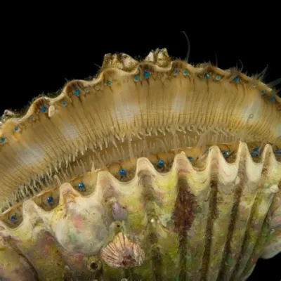 Queen Scallop! A Masterful Filter Feeder and a Marine Jewel Hiding Within Sandy Depths