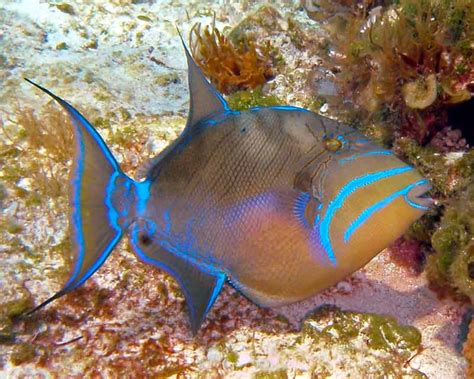  Queen Triggerfish:  Discover the Colorful Enigma Hiding Among Coral Reefs!