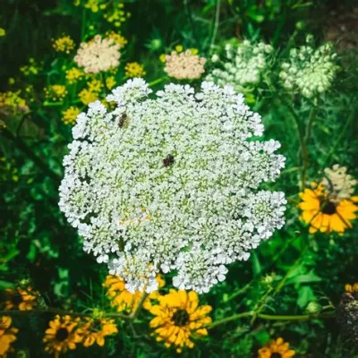  Quick-Slithering Queens: Unraveling the Mystery of the Queen Anne's Lace Worm