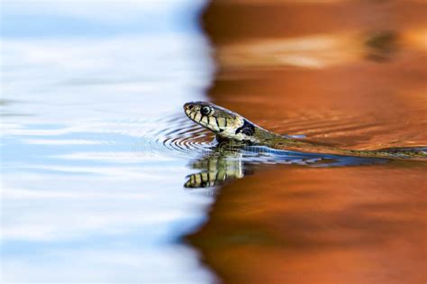  Quizzing the Queen Snake: This Agile Amphibian Swims Through Waterways With Graceful Precision!