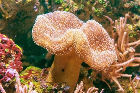  Toadstool Leather Coral! A Soft-bodied Wonder That Sprouts Underwater Gardens!