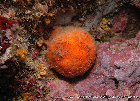  Top-Down Filter Feeding: Tethya Aurantium - A Master of Microscopic Munching