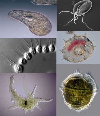  Understanding Urosporidium: The Microscopic Parasite That Loves Living Large