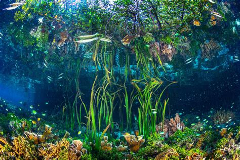  Unicorn Sponge: Where Colorful Underwater Gardens Meet Intricate Filtration Systems!