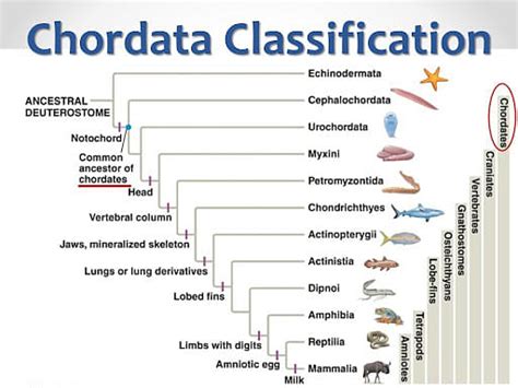  Urochordata: Zapachniało Morzem i Nieoczekiwanymi Metamorfozami