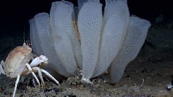  Venus' Flower Basket - An Exquisite Symphony of Spicules and Symbiosis!