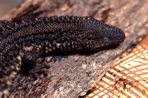  Węgórki - Zwinne Bezkręgowe z Lśniącymi Pancerzami: Czy Wiedzą, Że Wyglądają jak Miniaturowe Smoki?