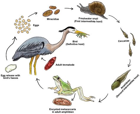 Wojtkowskia! This Single-celled Parasite Is a Master of Manipulation, Infecting Its Hosts with Stunning Precision!