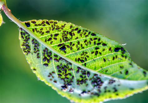  Xanthomonas! Czytenicienski Mistrz Skrywania się w Roślinach