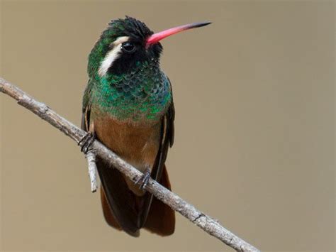  Xantus's Hummingbird! This Small but Mighty Flyer Travels Across the Baja Peninsula in Search of Delicious Nectar